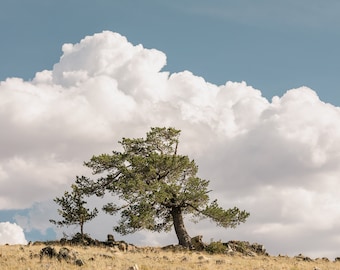 Windswept Tree, Nature Photography, Tree Wall Art, Colorful Landscape Print