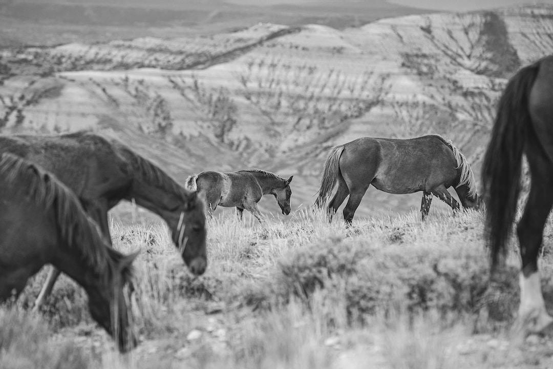 Wild Horses Photography Print: Black and White Mountain Landscape - Etsy