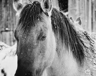 Snowy Horse Print, Black and White Horse Photograph, Western Horses Wall Art, Physical Print