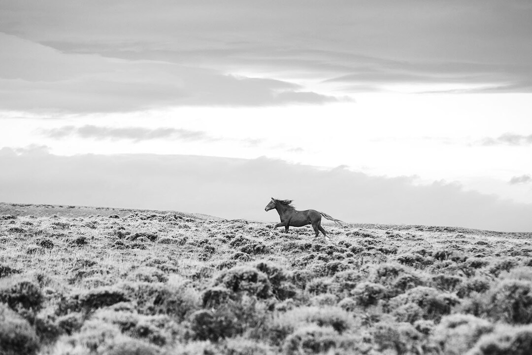 Running Horse Photograph in Black and White, Dramatic Wild Horse Print ...