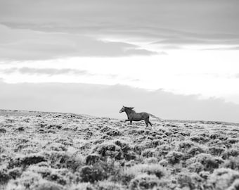 Running Horse Photograph in Black and White, Dramatic Wild Horse Print, Equine Wall Art, Western Style Picture