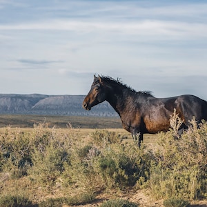 Wild Horse Kingdom, Curly Haired Horse Picture, Wild Stallion, Horse Art Print