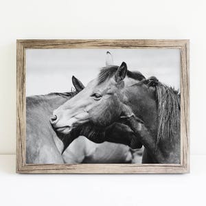 Black and White Horse Photography Rugged Western Horses - Etsy