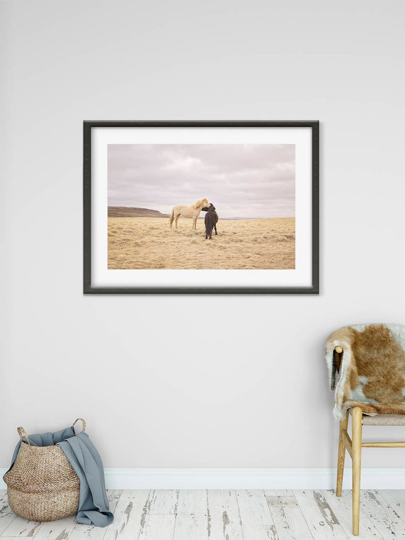 Icelanadic Horses in Color Photograph, Physical Print, Horse Wall Art image 2