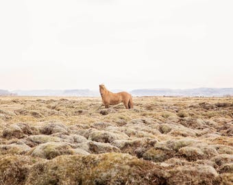 Iceland Photography, Horse Art, Physical Print