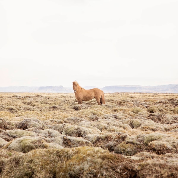 Iceland Photography, Horse Art, Physical Print