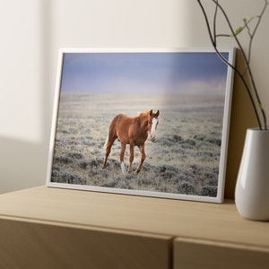 Little Curly, Young Wild Horse Photograph in Color, Horse Wall Art image 6