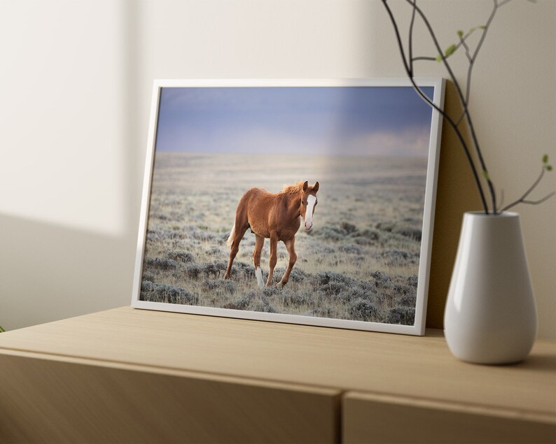 Little Curly, Young Wild Horse Photograph in Color, Horse Wall Art image 6