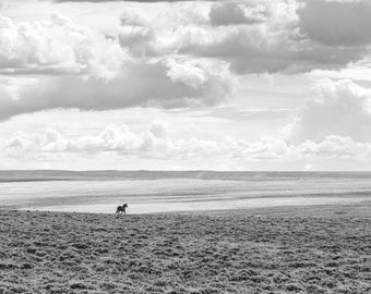 Expanse, Western Landscape with wild horse, Running Stallion, Black and White Print