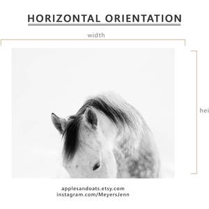 Modern White Horse Photograph White on White Horse Art Print PHYSICAL PRINT image 5