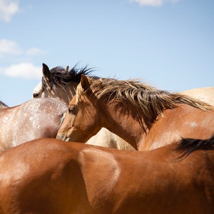 Wild Horse Group, Western Photography, Color Horse Print, Returned