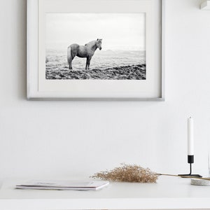 Icelandic Horse, Black and White Landscape Photograph, Equine Art, Physical Print image 8