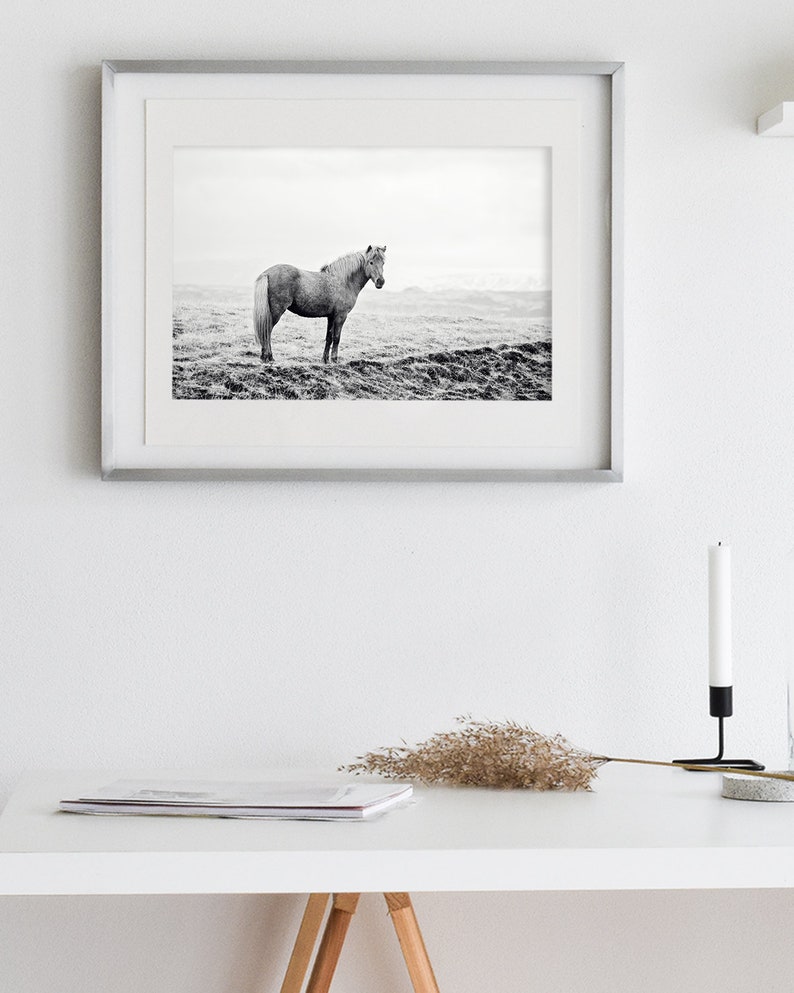 Icelandic Horse, Black and White Landscape Photograph, Equine Art, Physical Print image 8
