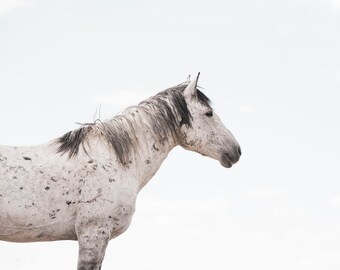 Beautiful White Horse Photograph, Wild Stallion of Wyoming, Equine Artwork