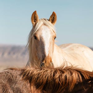 Palomino Mustang Moment – Vertical Wild Horse Photography, Fine Art Print in Color, Large Prints Available