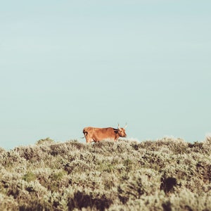 Western Cow Photograph, Color Cattle Art, Turquoise Sky, Ranch Print