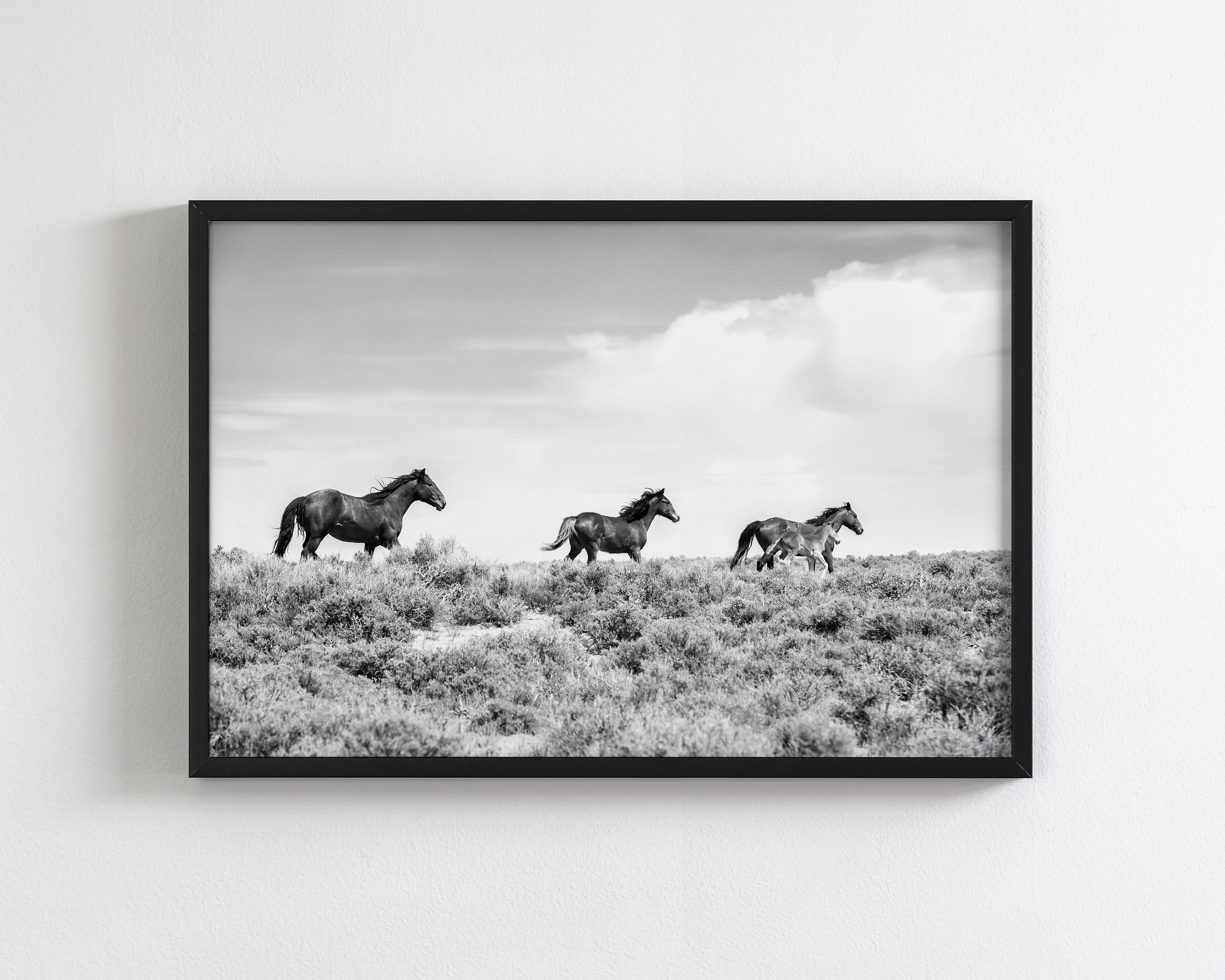 Running Horses in Black and White, Wild Mustangs, Western Art  display picture 1
