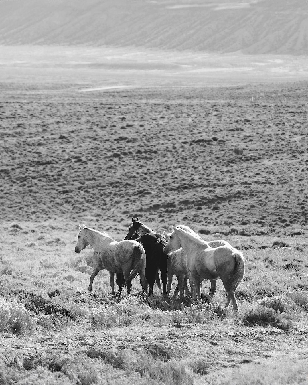 Wild Mares Fine Art Print: Black and White Equine Photography - Etsy