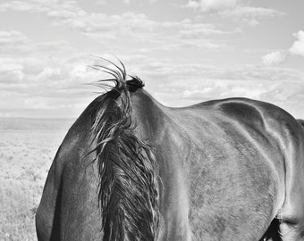 Pode incluir: Fotografia a preto e branco da parte traseira de um cavalo com a cauda a flutuar ao vento. O cavalo está em pé num campo com um céu nublado no fundo.