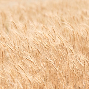 Minimalist Nature Photography, Wheat Fields Art Print, Physical Print image 1