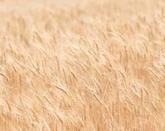 Minimalist Nature Photography, Wheat Fields Art Print, Physical Print