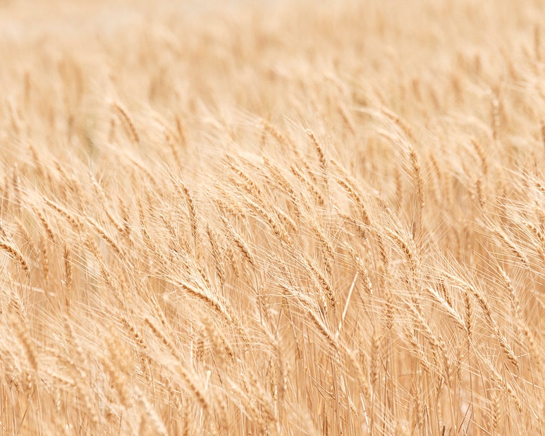 Minimalist Nature Photography, Wheat Fields Art Print, Physical Print image 1