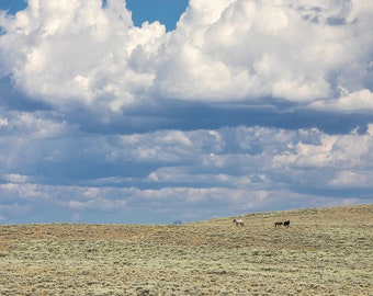 Wunderschöne Western Landschaft Druck mit Pferden, blauen Wolken, Wyoming Fotografie in Farbe