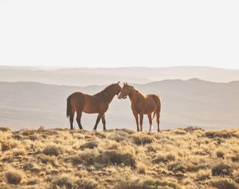 Wild Horse Embrace, Color Horse Print, Equine Wall Art, Wyoming Landscape Photography