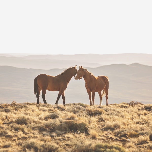 Wild Horse Embrace, Color Horse Print, Equine Wall Art, Wyoming Landscape Photography