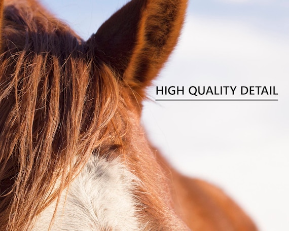 馬の耳の写真：現代の馬のアートプリント - Etsy 日本