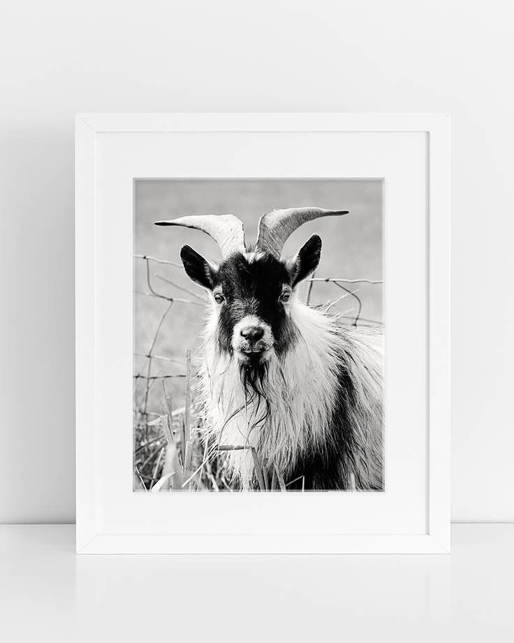 Black and White Billy Goat Portrait, Farmhouse Print - Etsy