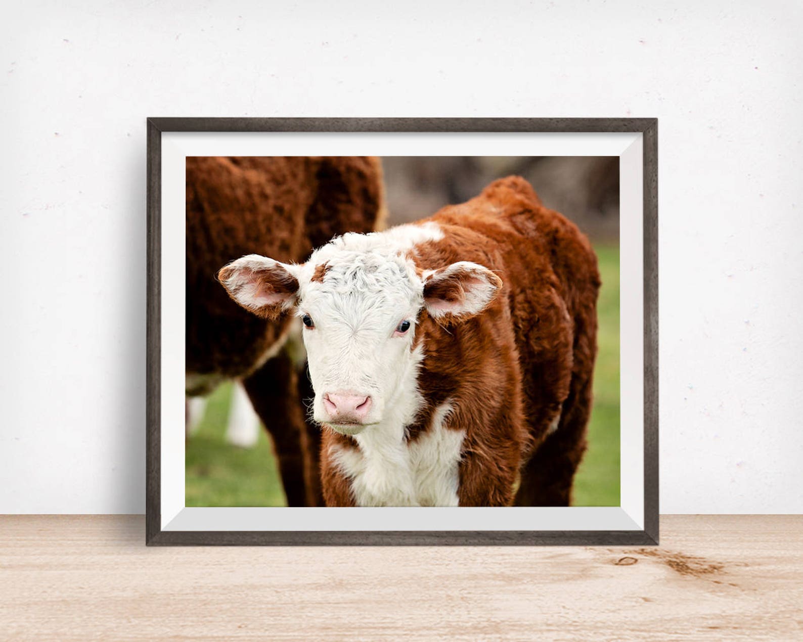 baby-animal-photograph-red-coat-cattle-farm-animal-etsy