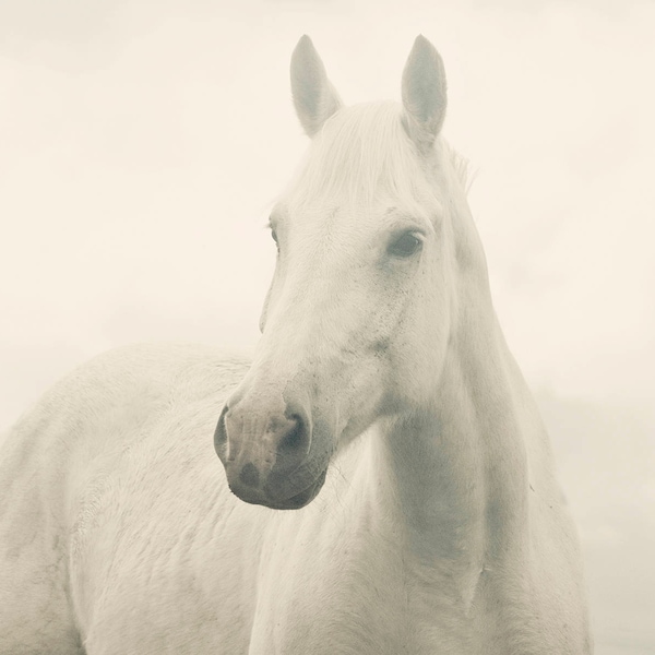 Dreamy White Horse Photograph, White Horse in Fog, Equine Print, Physical Print