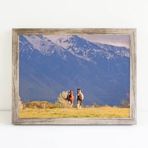 Western Horse Photograph in Color, Paint Horses, Utah Mountains image 3