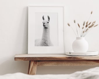 Llama Photograph in Black and White, White Llama Print, Animal Wall Art