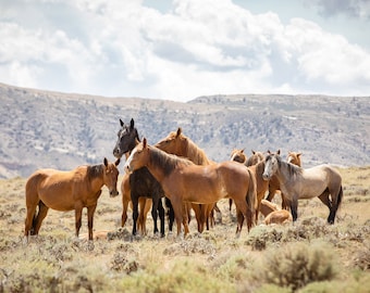 Wild Animal Family, Horse Photography in Color, Western Animal Art