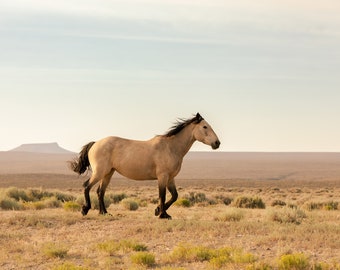 Wild Buckskin at Sunset, Warm Horse Photograph, Wild Horses Artwork