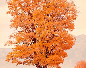 Photographie de nature d’automne, Arbre à feuilles orangers, Art d’automne, Photographie de paysage