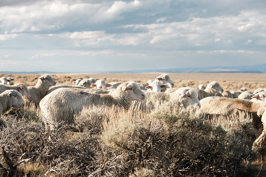 Sheep on the Go, Western Ranch Photograph, Western Sheep Wall Print - Etsy