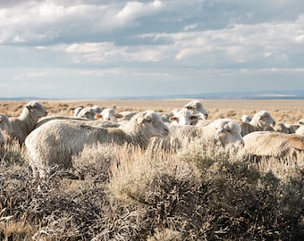 Sheep on the Go, Western Ranch Photograph, Western Sheep Wall Print