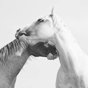 Fotografía de caballos, Fotografía ecuestre en blanco y negro, Impresión de caballos blancos imagen 1