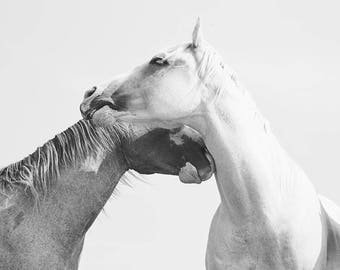 Horse Photograph, Black and White Equestrian Photography, White Horse Print