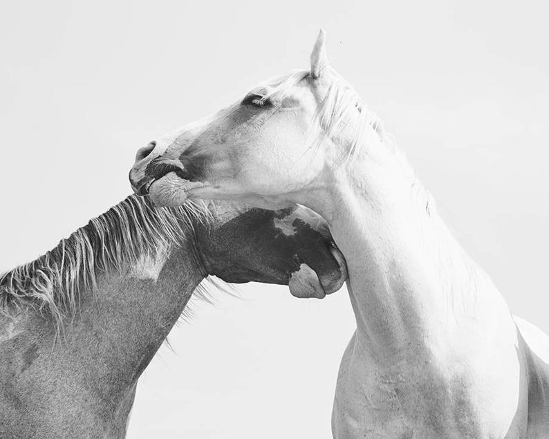Fotografía de caballos, Fotografía ecuestre en blanco y negro, Impresión de caballos blancos imagen 1