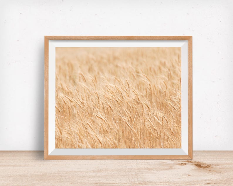 Minimalist Nature Photography, Wheat Fields Art Print, Physical Print image 4