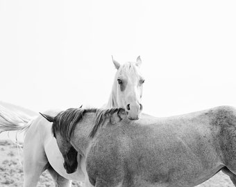 Horse Photography in Black and White, Equine Art Print, Western Horses at Play