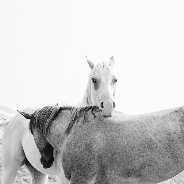 Black and White Horse Prints Etsy Australia