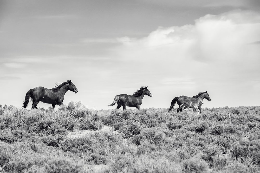 Running Horses in Black and White, Wild Mustangs, Western Art Print - Etsy