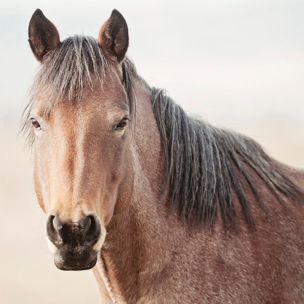 Red Roan Horse Portrait, Monochrome Color Photography, Equine Photo, animal art print