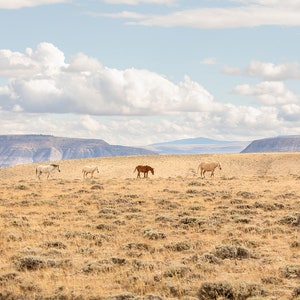 Homeland, Wild horses, Colorful Animal Picture, Wild Horse Family, Photography