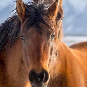 Bay Horse Photograph, Close Up in Color, Physical Animal Print
